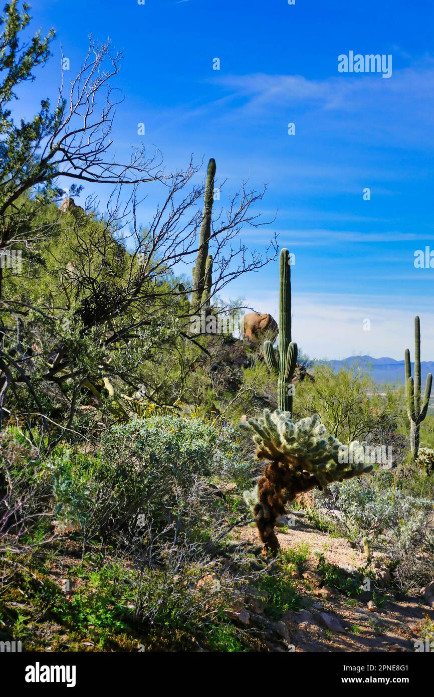 Green desert vegetation with huge saguaros after winter rain in the western part of Saguaro