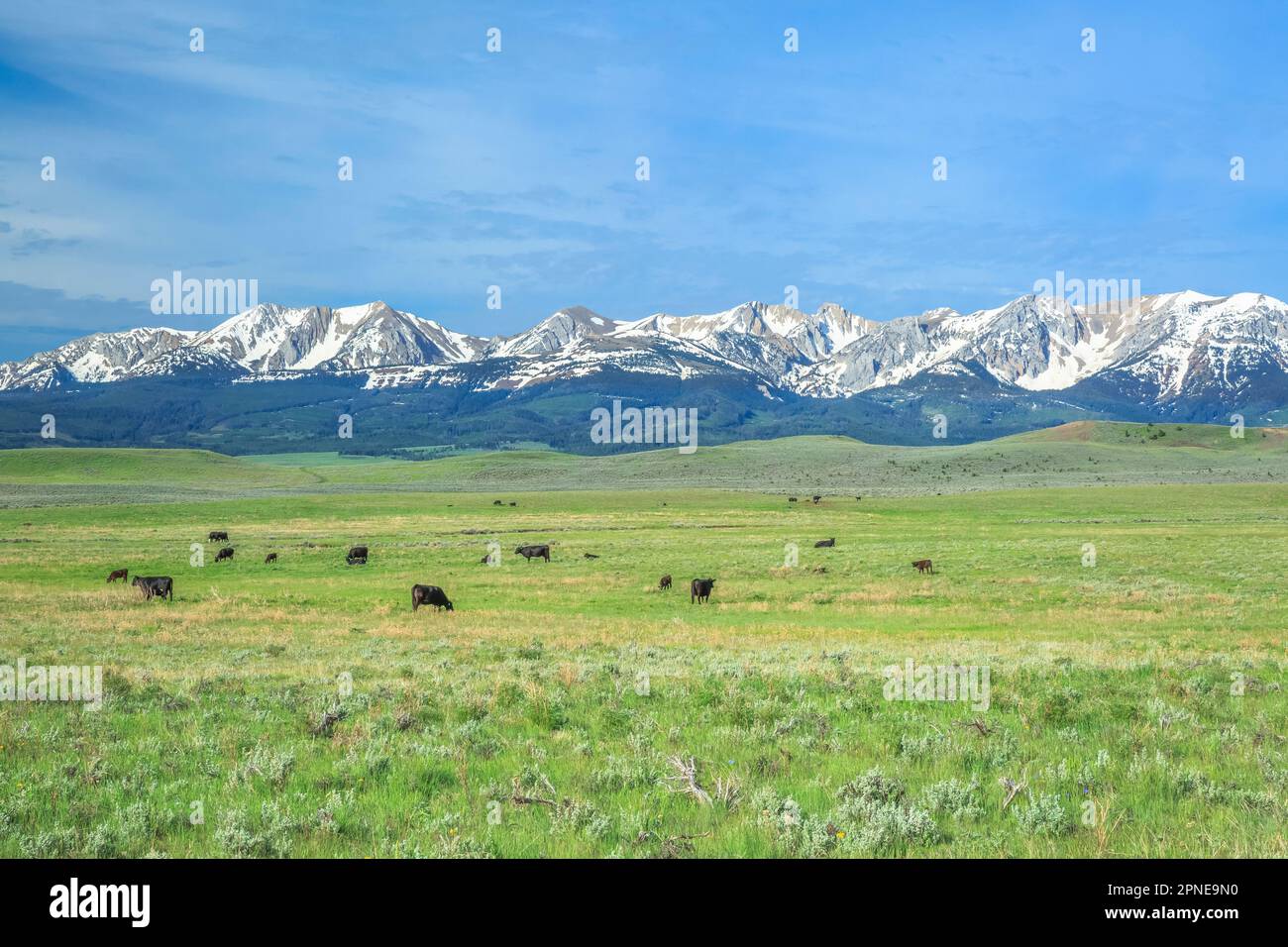 cattle grazing on rangeland below the bridger mountains near wilsall