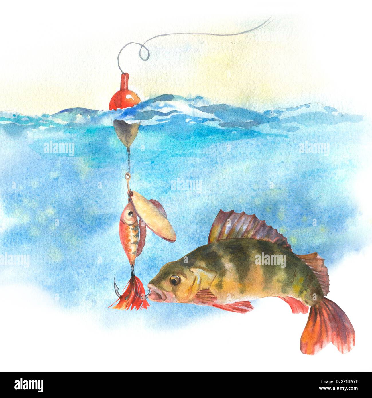https://c8.alamy.com/comp/2PNE9YF/watercolor-illustration-perch-swims-up-to-a-fishing-hook-with-bait-underwater-isolated-on-a-white-background-illustration-can-be-used-on-postcards-2PNE9YF.jpg