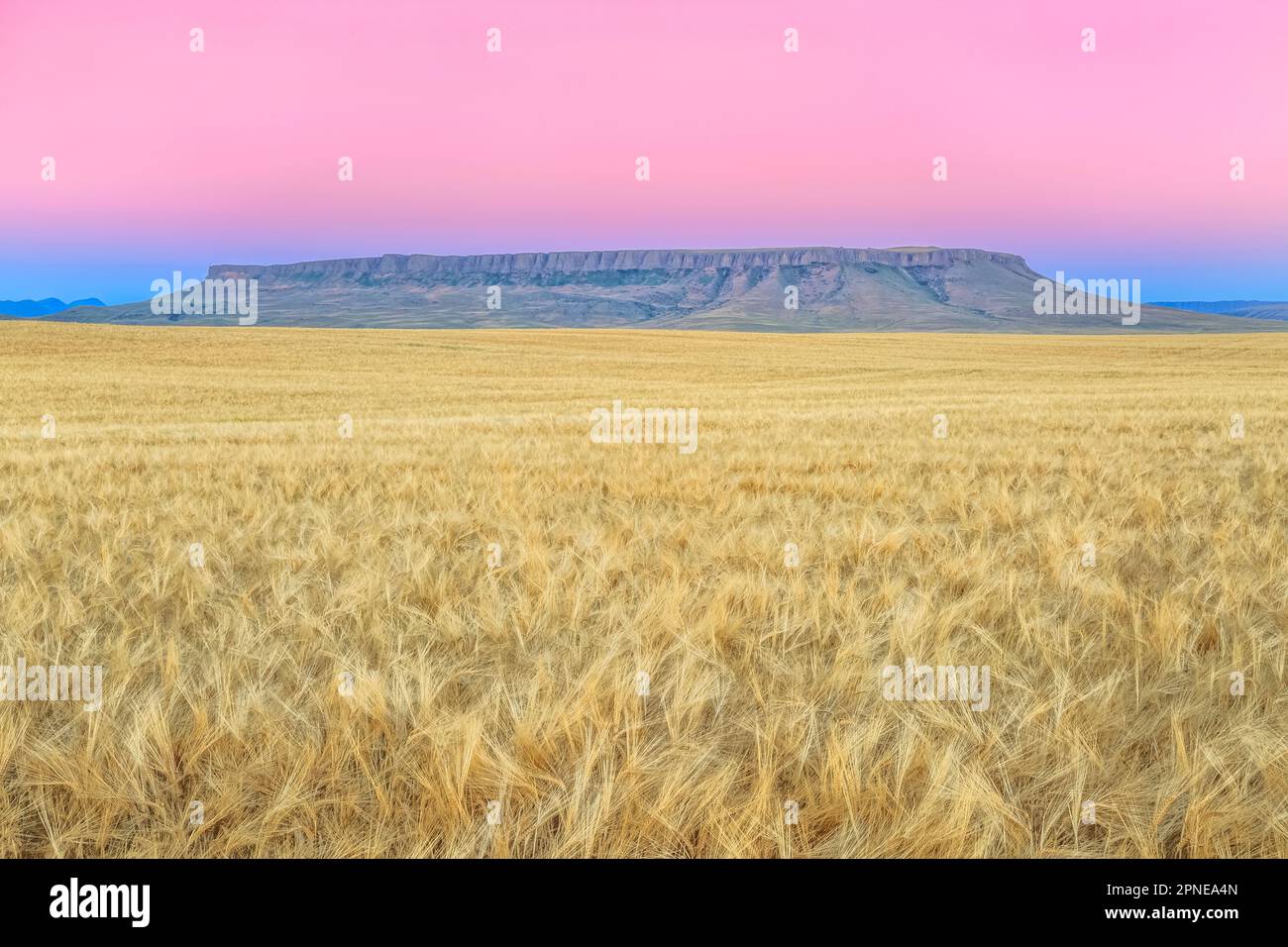 predawn sky over wheat fields below square butte near ulm, montana