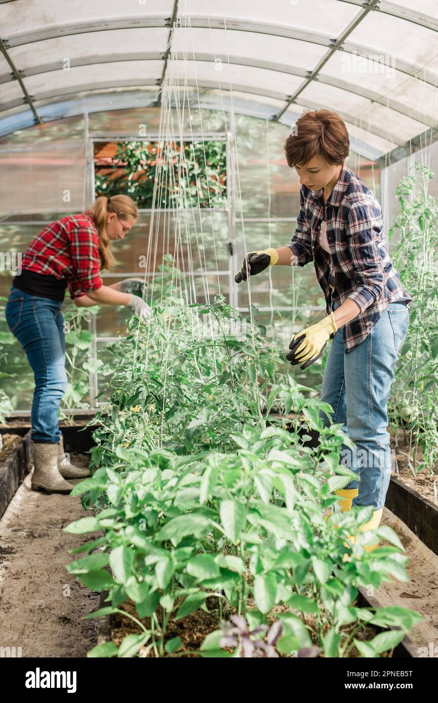 Happy gardener women in gloves and care tomatoes in greenhouse