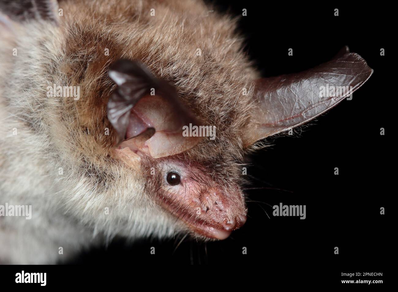 Bechstein's bat (Myotis bechsteinii) portrait in natural habitat Stock Photo