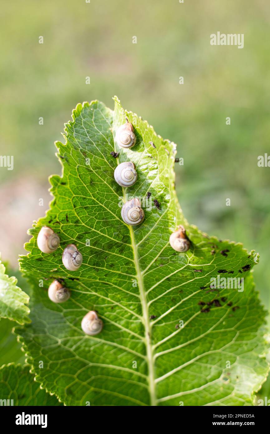 small snails on a green horseradish leaf in the garden. Invertebrate ...