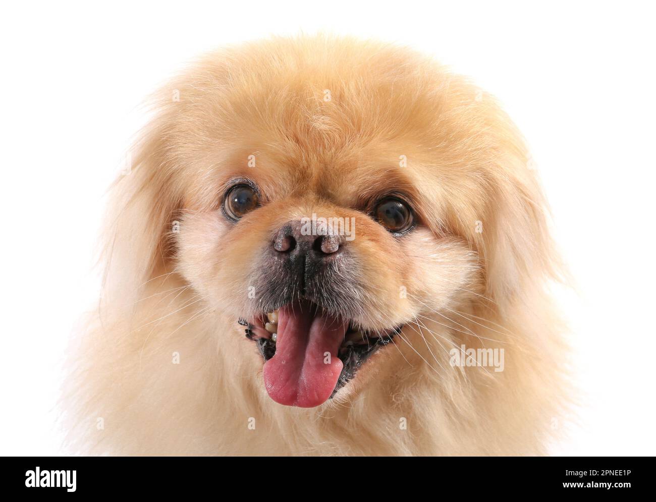 Cute pekingese best sale