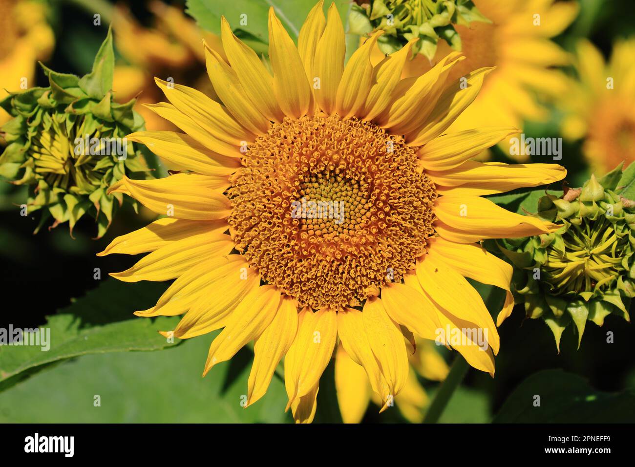 Sunflower Fields in California Stock Photo - Alamy