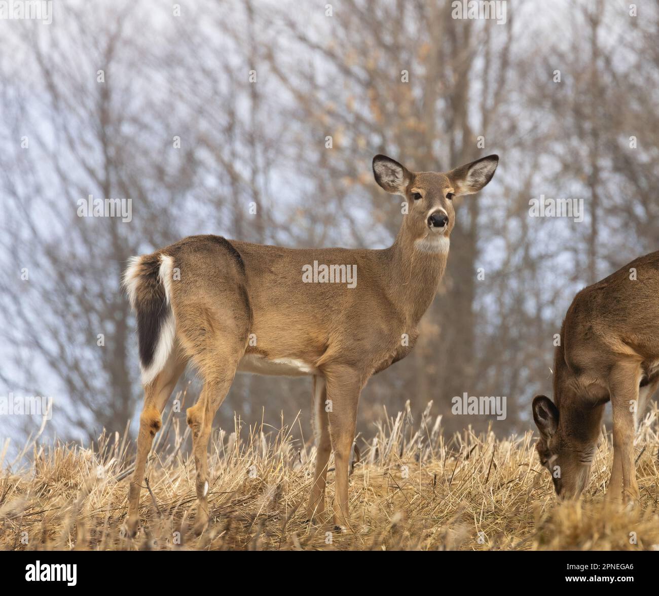 A white-tailed deer on a grassy hill in spring in Ontario Stock Photo