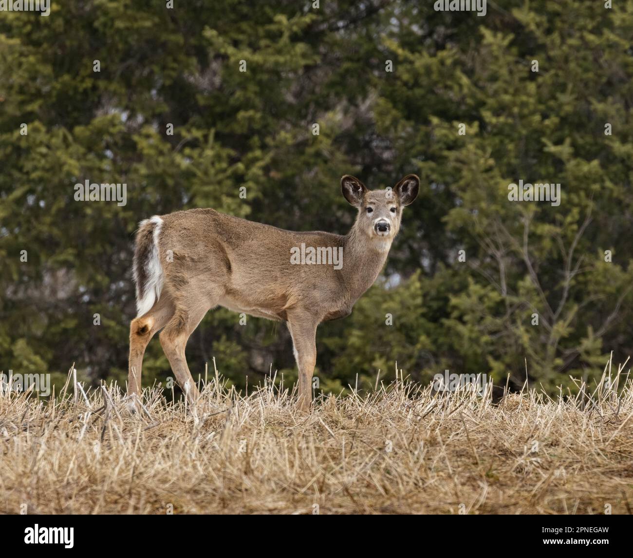 A white-tailed deer on a grassy hill in spring in Ontario Stock Photo