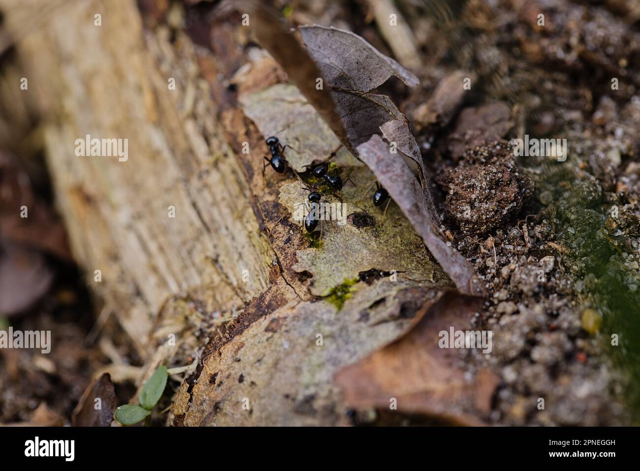 Lots of black ants walking on an old tree trunk in the forest Stock Photo