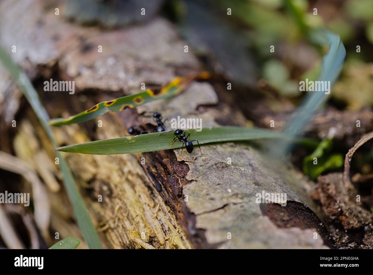 Lots of black ants walking on an old tree trunk in the forest Stock Photo