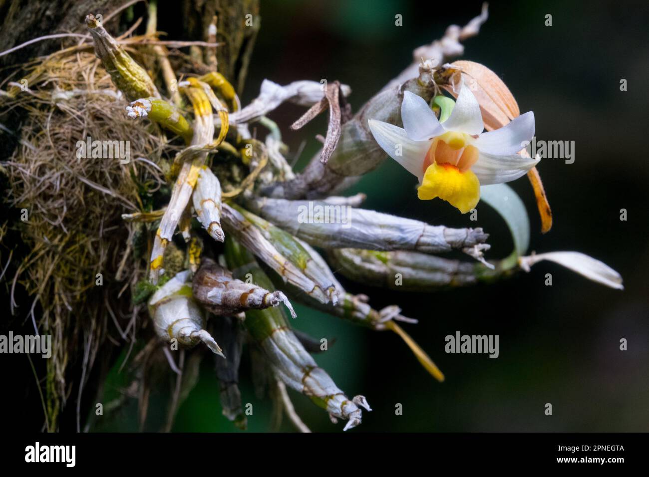 Flower, Orchid, Dendrobium bellatulum flowering plant with roots Stock Photo