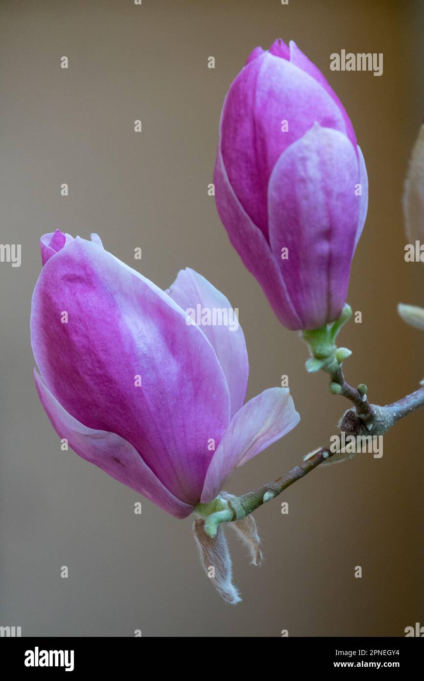 Saucer Magnolia "Lennei" Buds Saucer Magnolia x soulangeana "Lennei