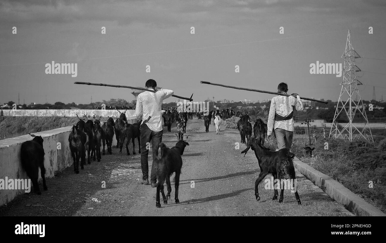 goat shepherd from indian village Stock Photo - Alamy
