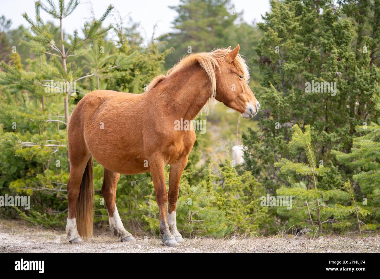 Estonian native horse (Estonian Klepper) walking in the coastal meadow.  Springtime on the island Stock Photo - Alamy