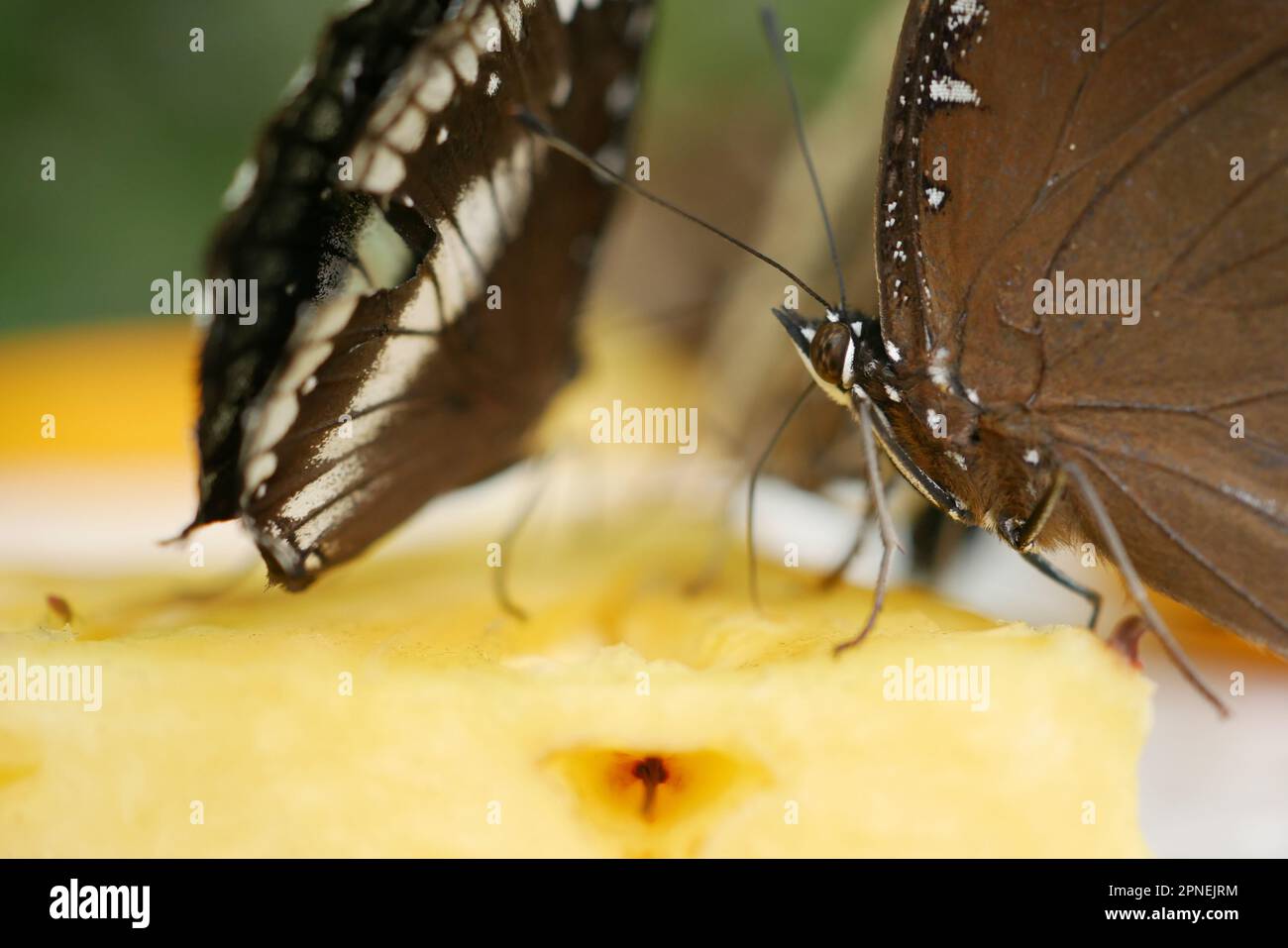 Colorful butterfly on pineapple fruit Stock Photo Alamy