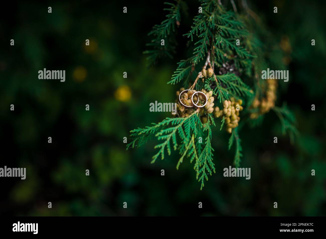 Pair of golden wedding rings on green thuja branches Stock Photo