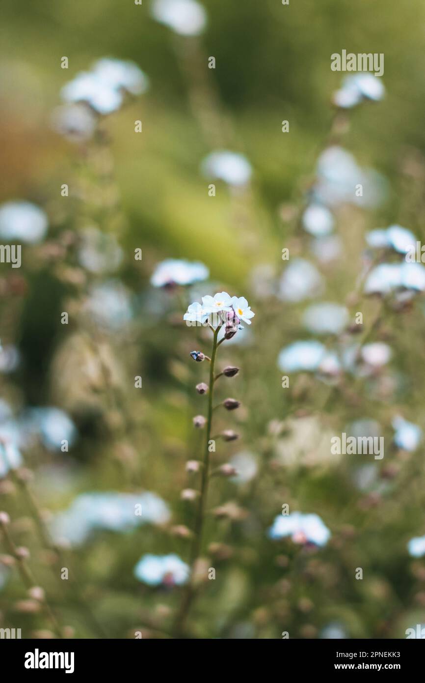 Hackelia micrantha. Flowers in the garden. Perennial herbaceous plant Stock Photo