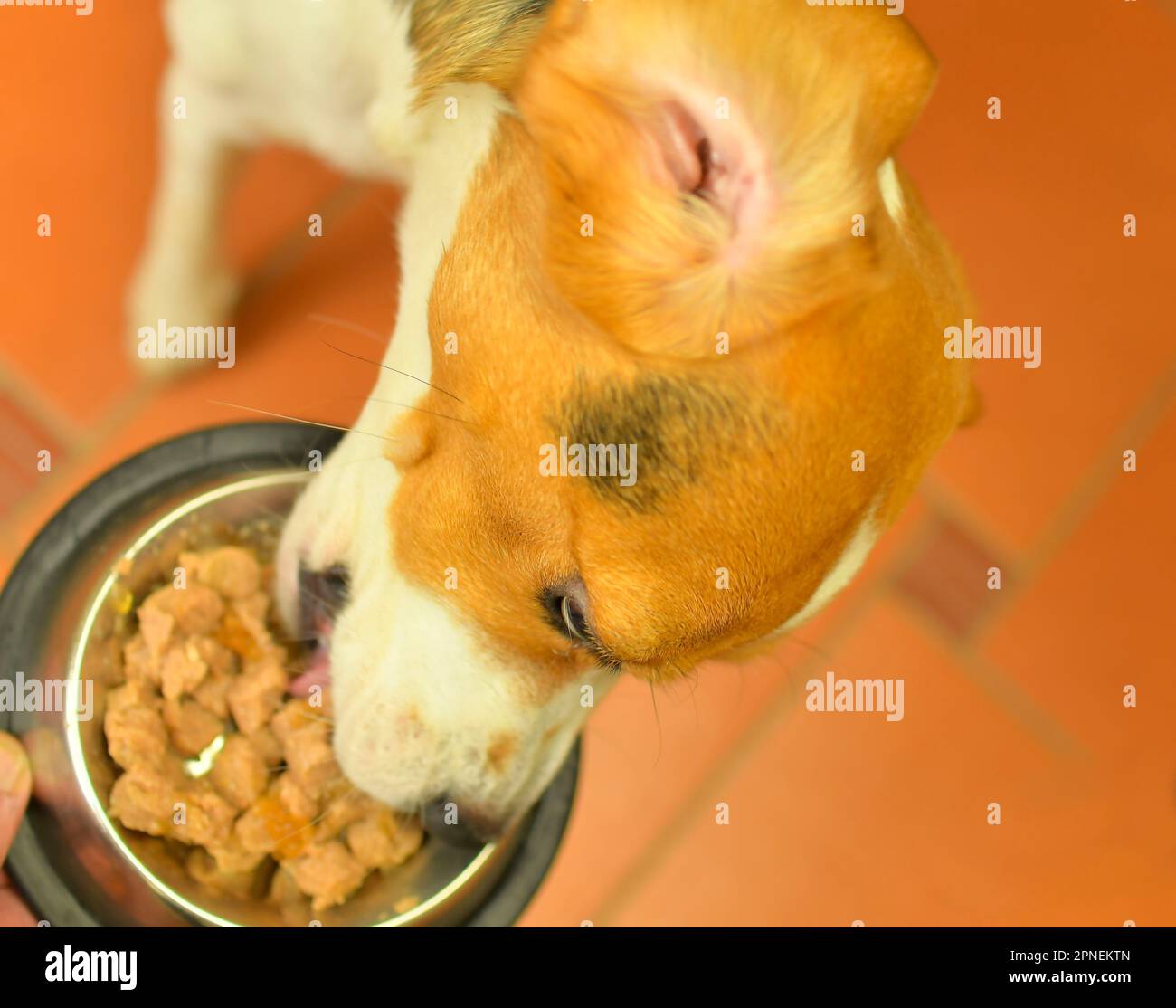 The beagle dog eats his food from a stainless steel bowl. The concept
