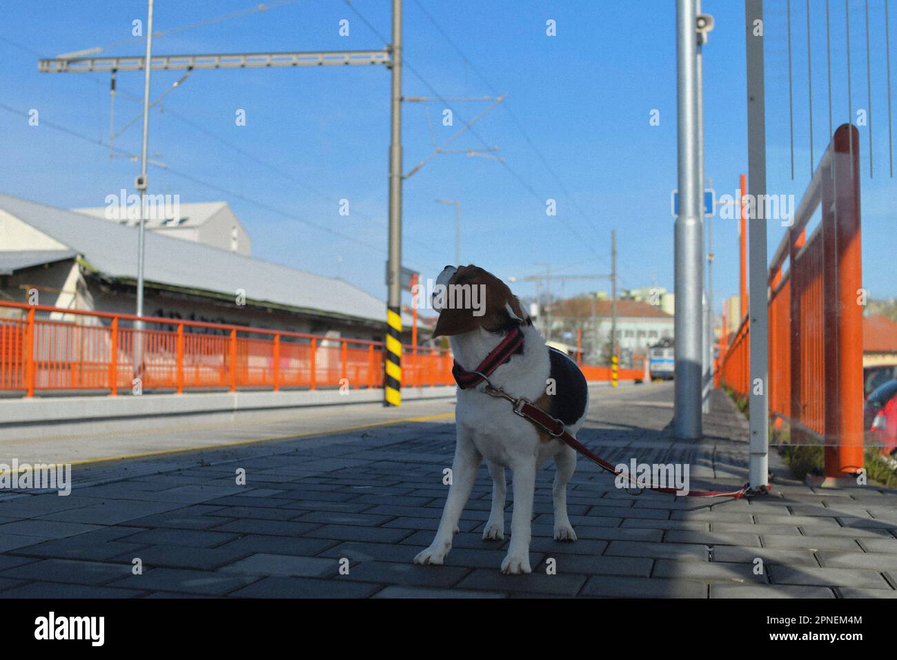 A dog waits for his owner at the train station. The concept of loyalty ...