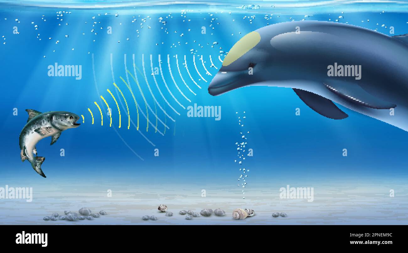 Echolocation realistic infographics with dolphin using bio sonar under