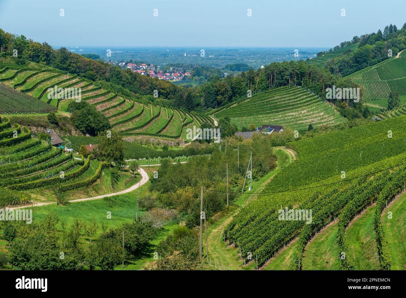 Blick über die Weinberge, Bottenau, Durbach und Oberkirch bis nach Frankreich Stock Photo