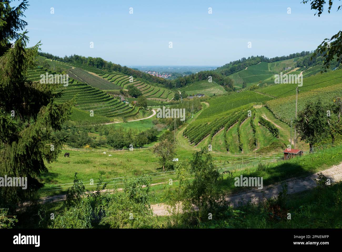 Blick über die Weinberge, Bottenau, Durbach und Oberkirch bis nach Frankreich Stock Photo