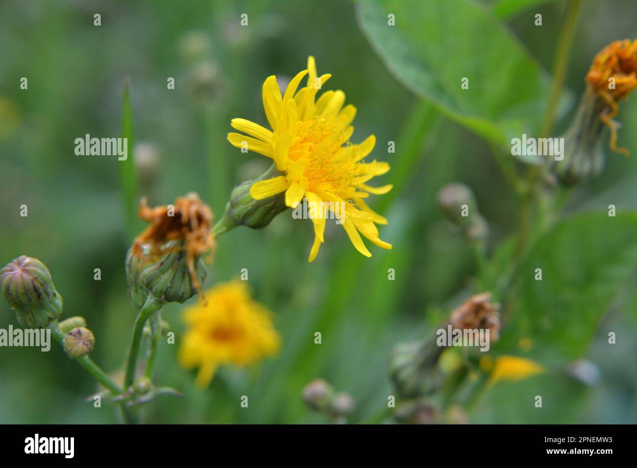 In nature, among the crops grows yellow-field thistle (Sonchus arvensis). Stock Photo
