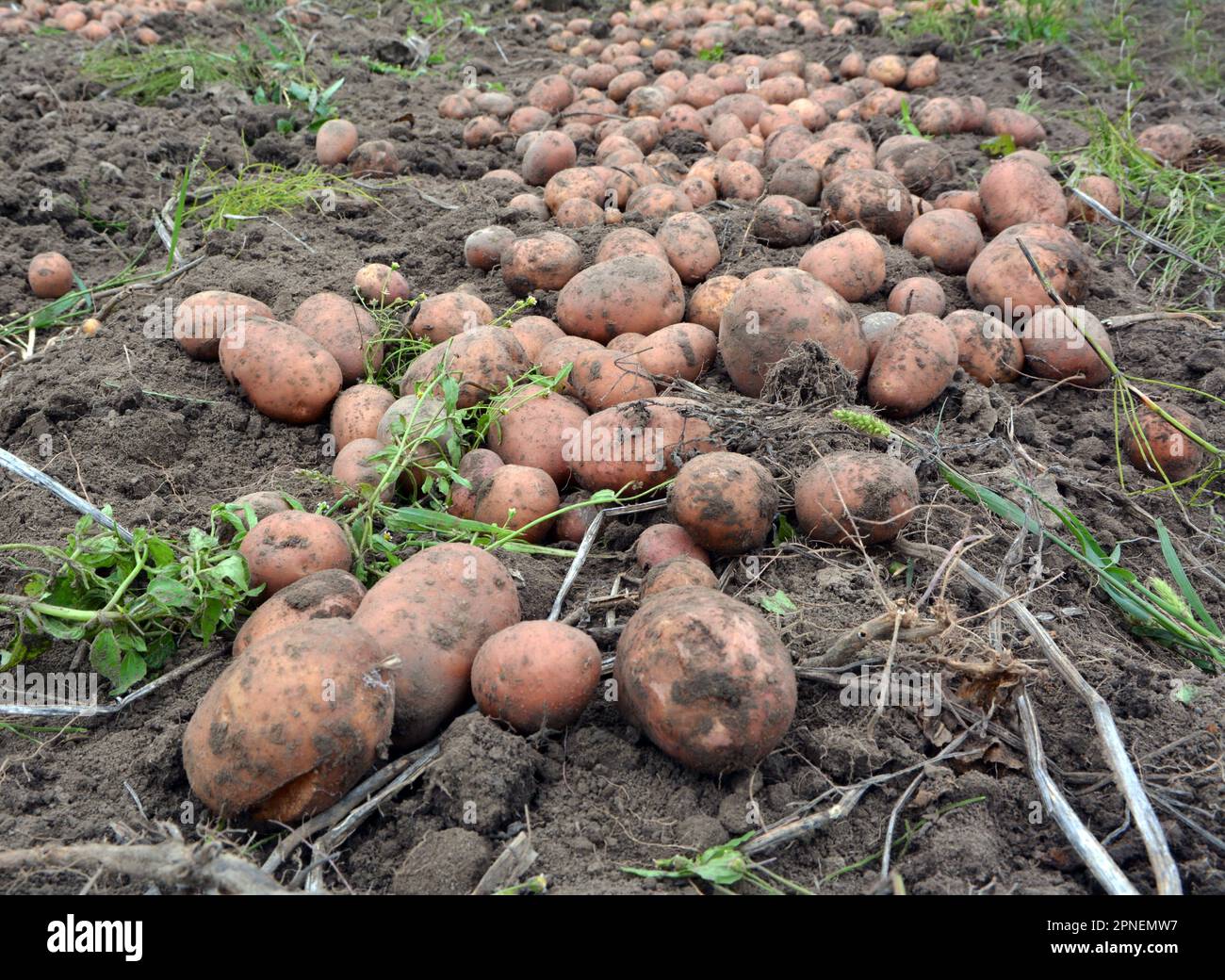 As soon as the potato crop, dug in the farm field, lies in a row. Stock Photo