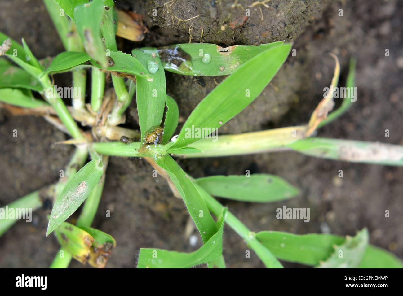 In the wild, Digitaria sanguinalis grows in the field like a weed Stock Photo