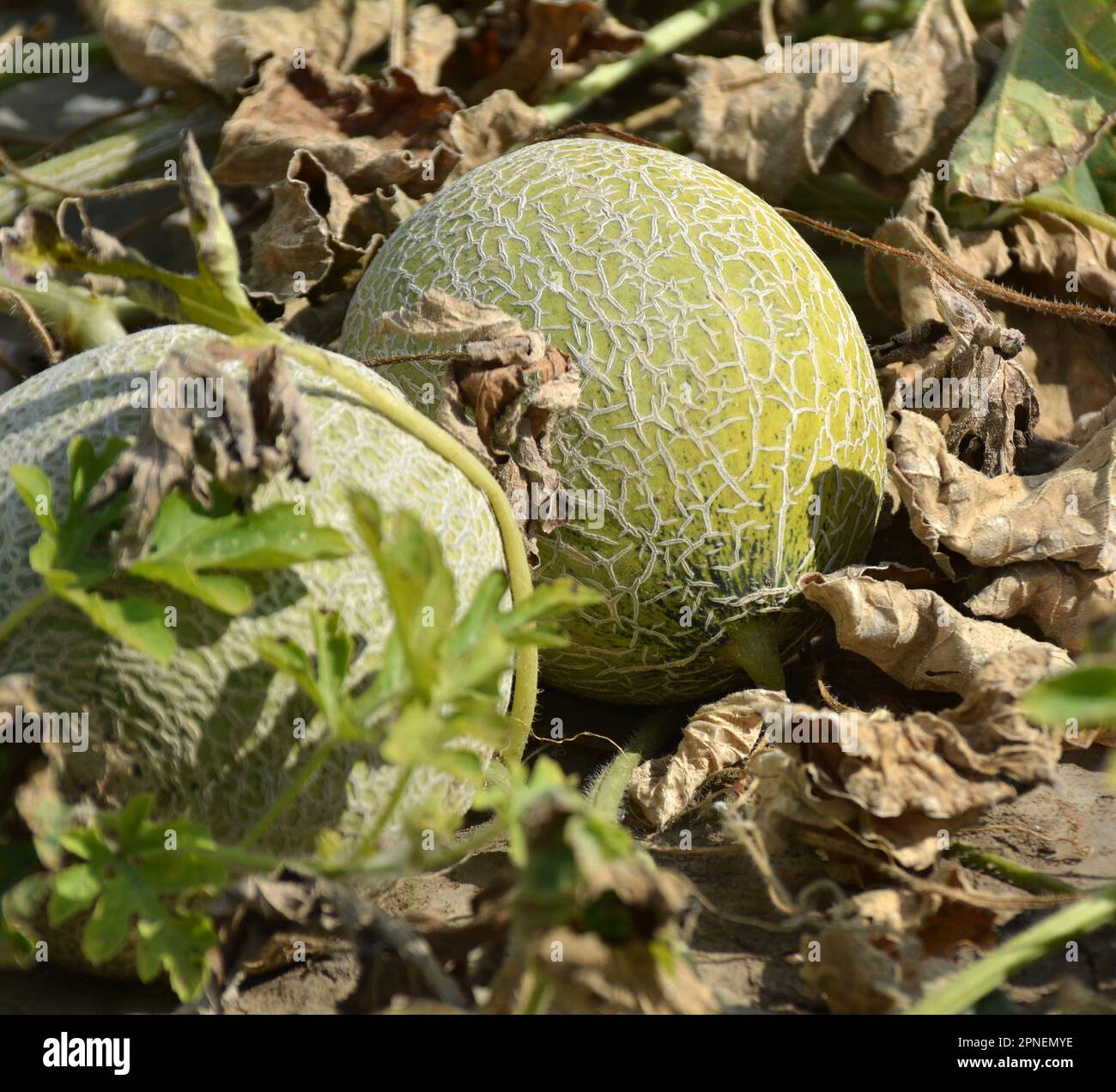 In summer, melons grow in the field in open organic soil Stock Photo