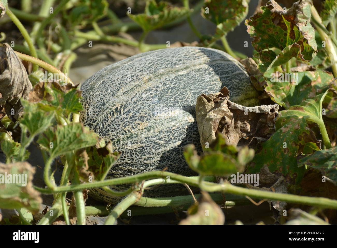 In summer, melons grow in the field in open organic soil Stock Photo