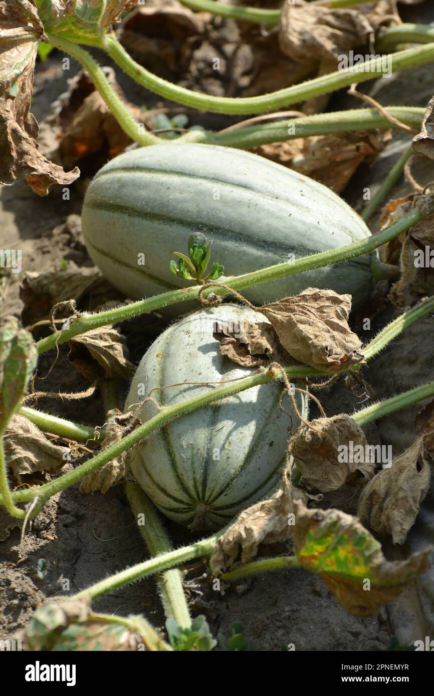 In summer, melons grow in the field in open organic soil Stock Photo
