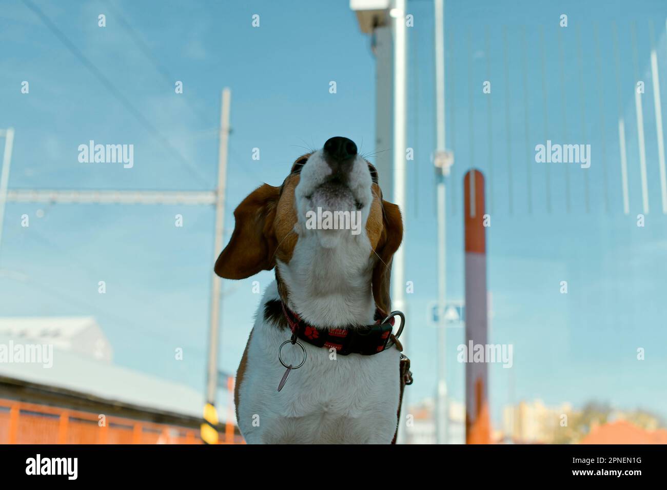 A dog waits for his owner at the train station. The concept of loyalty ...