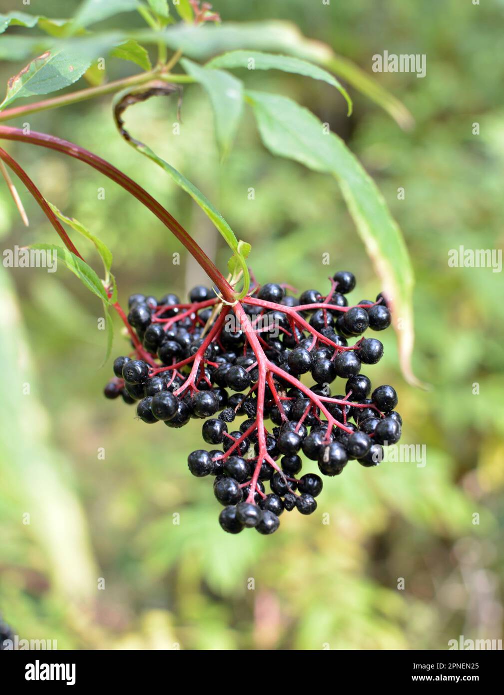 In the wild berries ripe on black grassy elder  (Sambucus ebulus) Stock Photo