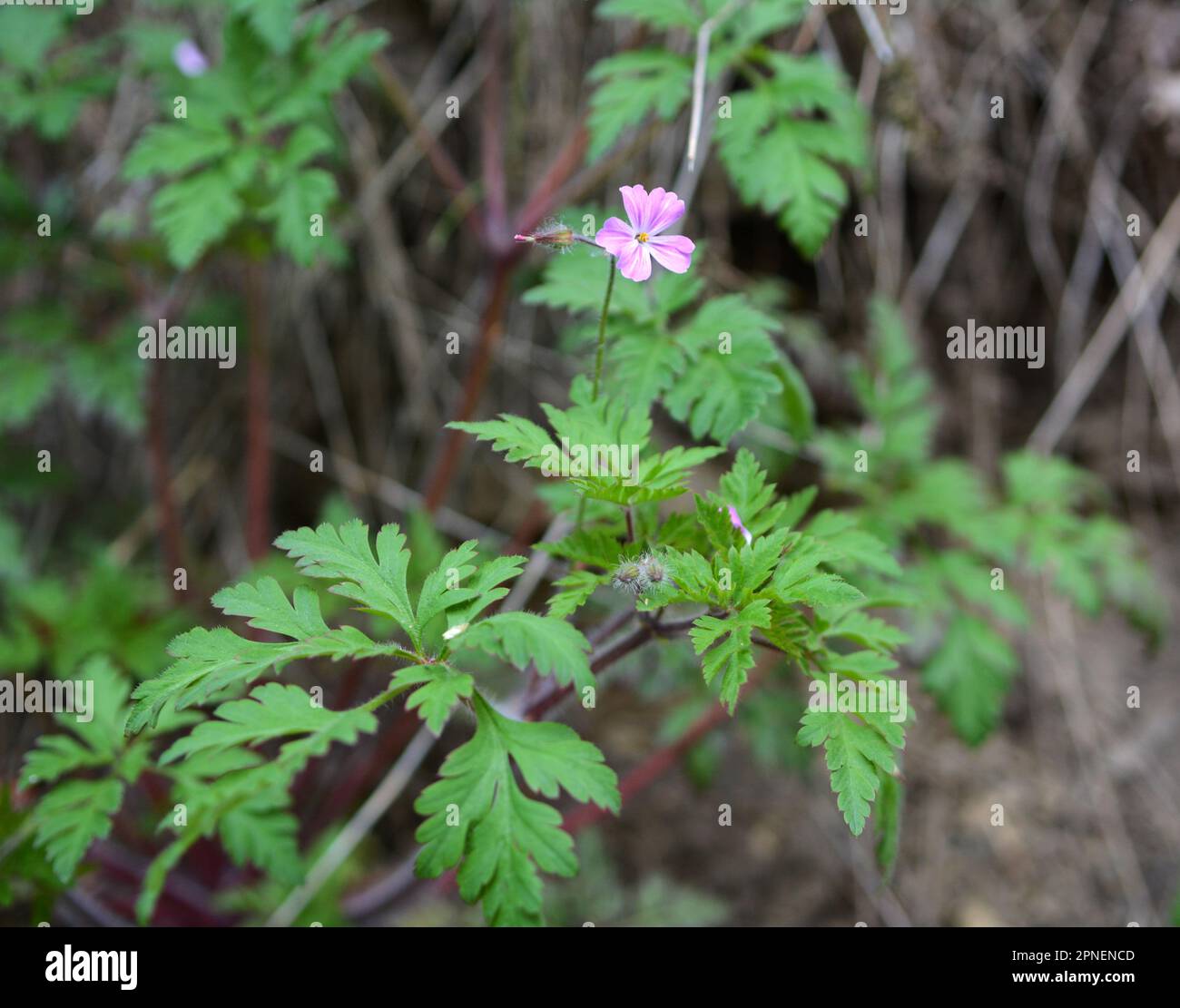 Geranium (Geranium robertianum) grows in the wild Stock Photo