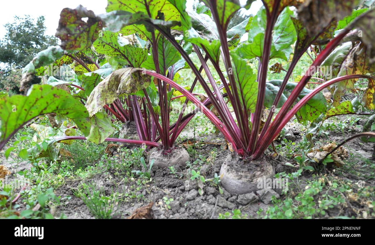 The red beet grows in open organic soil Stock Photo