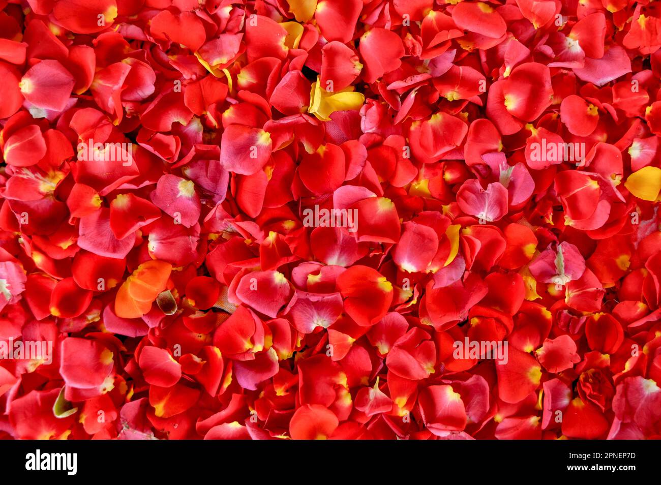 Red Roses Petals And Pearls Scattered On A White Surface Stock