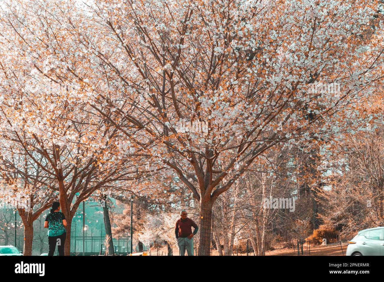 Cherry blossom flowers in DC Stock Photo Alamy