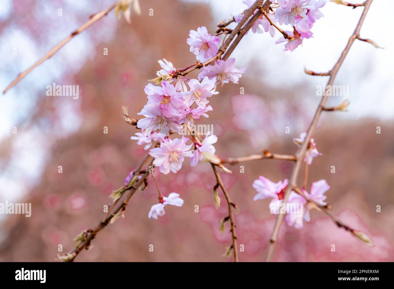 Set cute pink flowers hi-res stock photography and images - Alamy