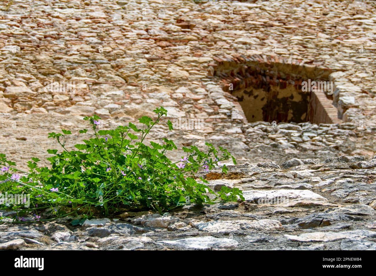 Green vegetation with purple flowers growing out of a stone wall Stock ...