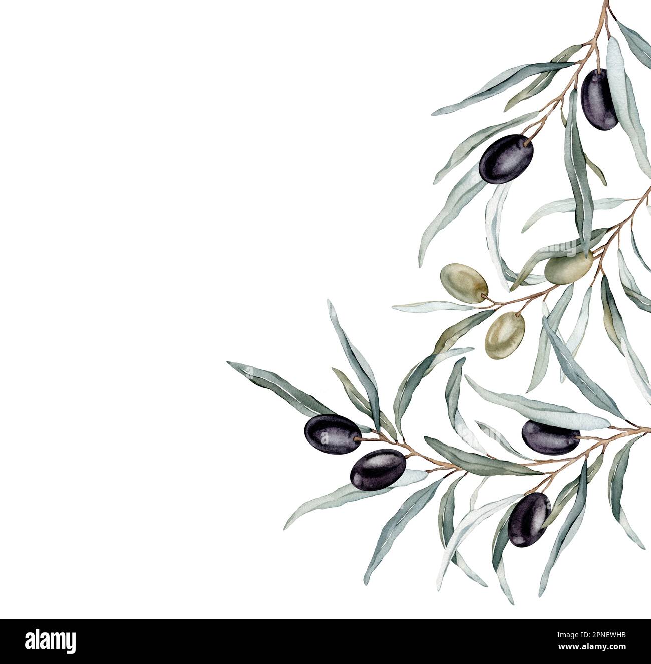 Watercolor banner with green and black olive leaves branches.Watercolor ...