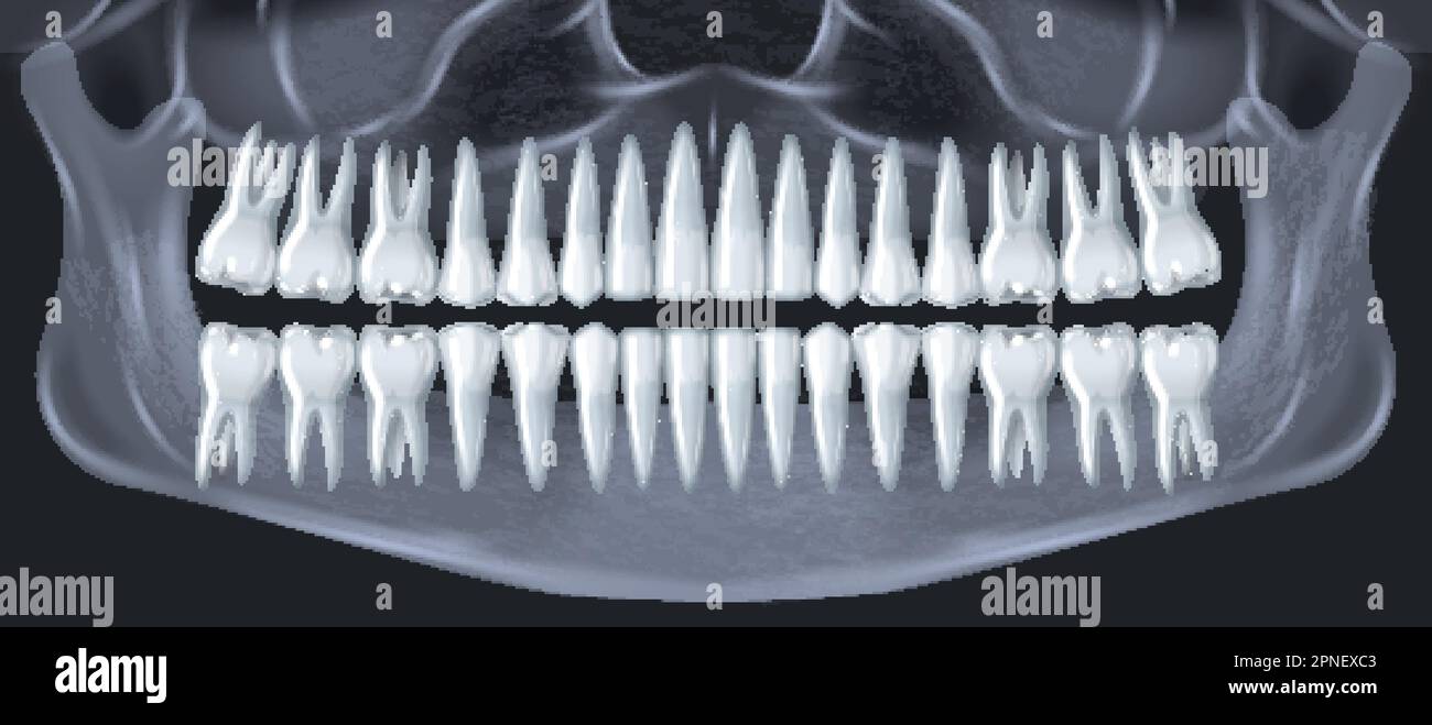 Human teeth dental anatomy concept with realistic jaw xray shot vector