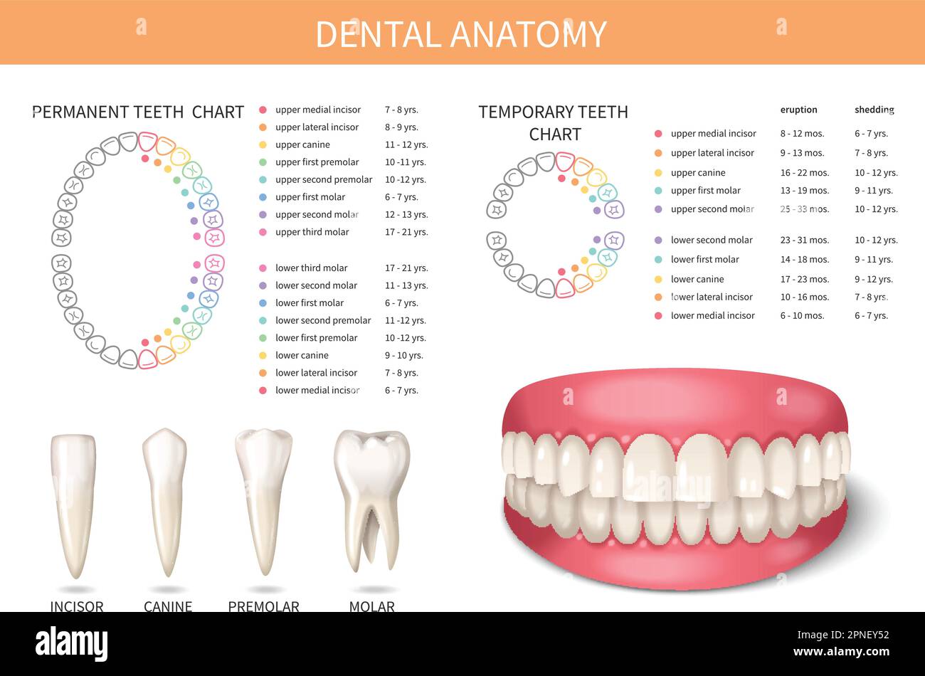 Human adult teeth anatomy set with realistic jaws vector illustration