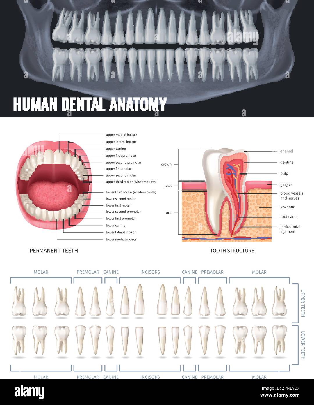 Human teeth realistic anatomy poster with jaw xray vector illustration