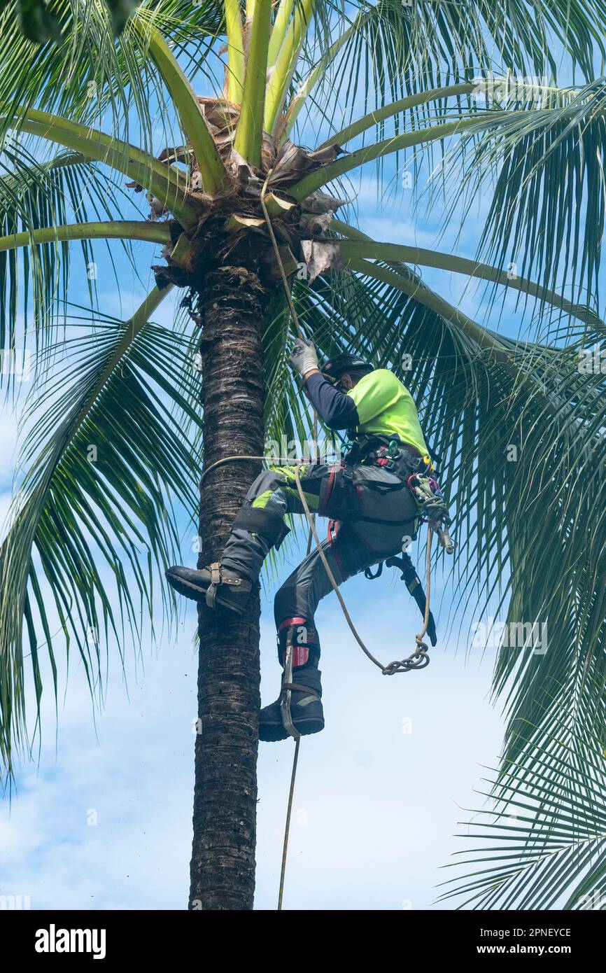 Tree surgeon in safety climbing gear de-nutting coconut palms for safety,  Cairns, Far North Queensland, FNQ, QLD, Australia Stock Photo - Alamy