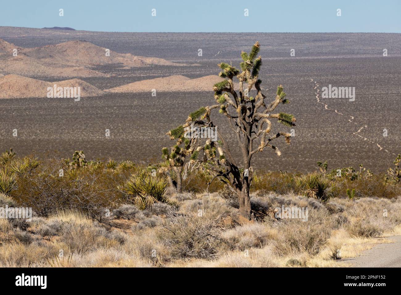 Old Joshua Tree in the Mojave National Preserve Stock Photo Alamy