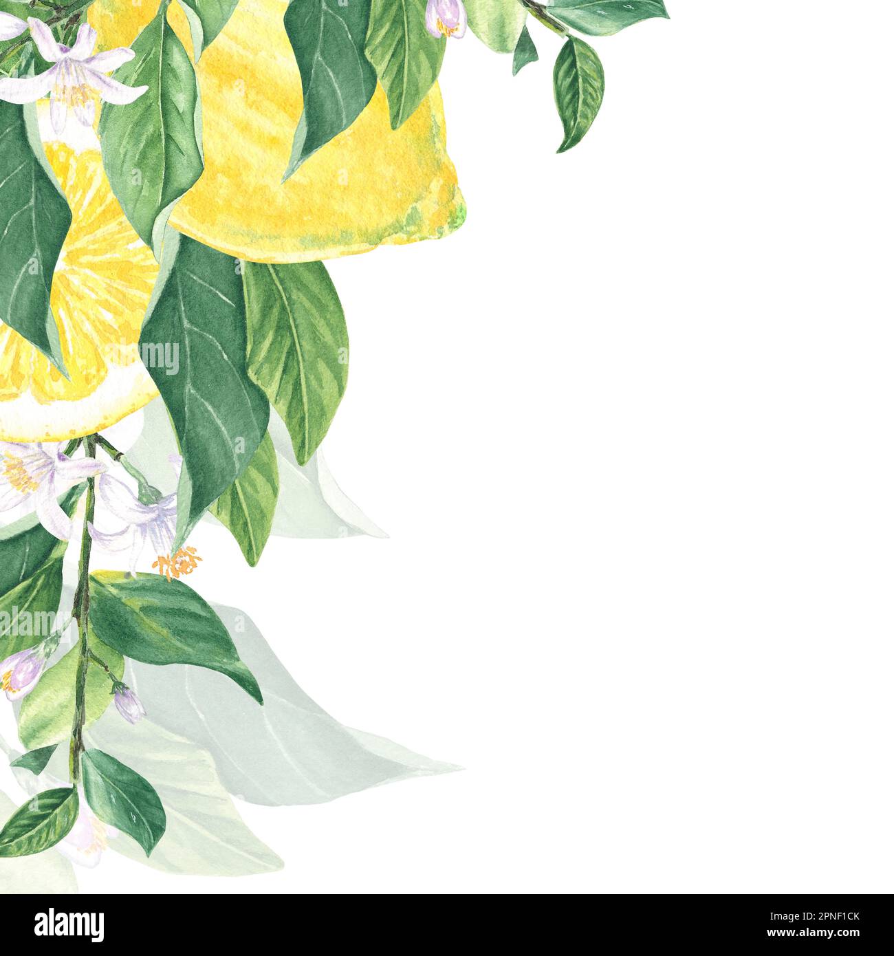 Watercolor illustration frame of lemons, leaves and flowers, hand drawn ...