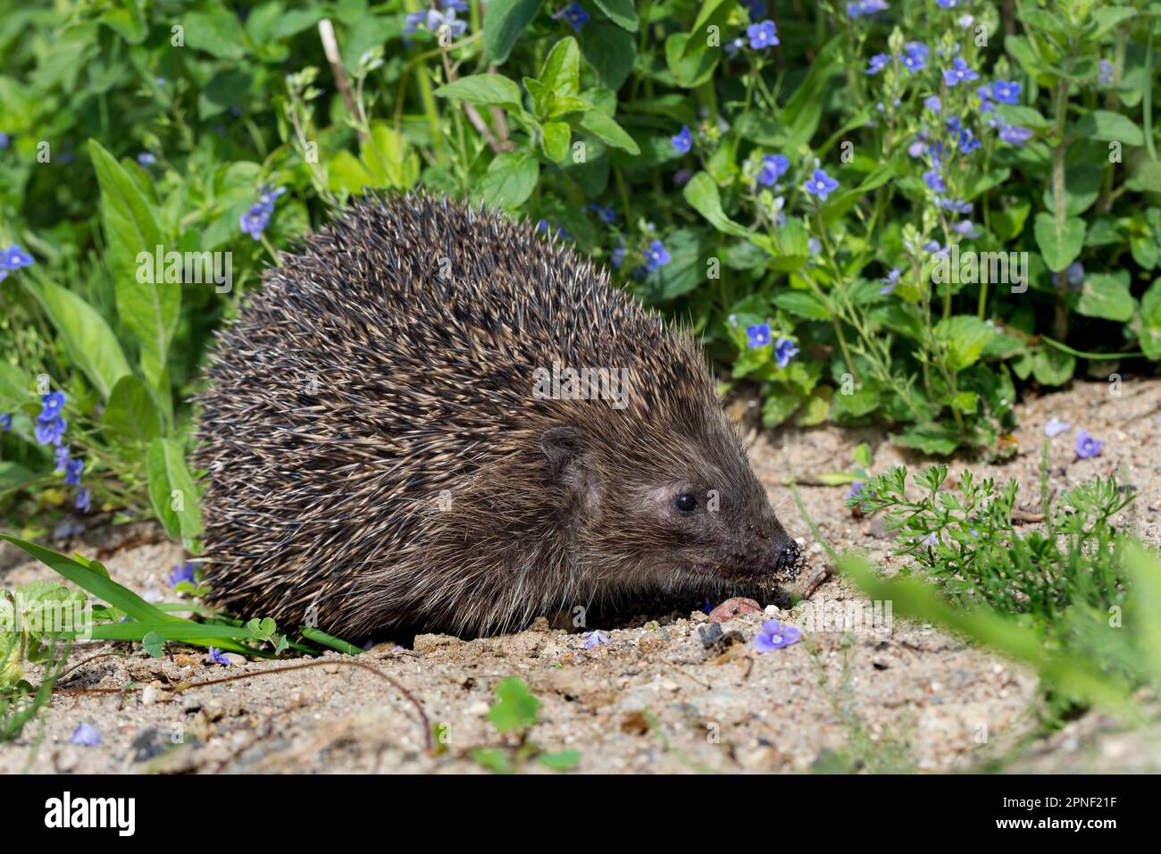 Western hedgehog, European hedgehog (Erinaceus europaeus), side view