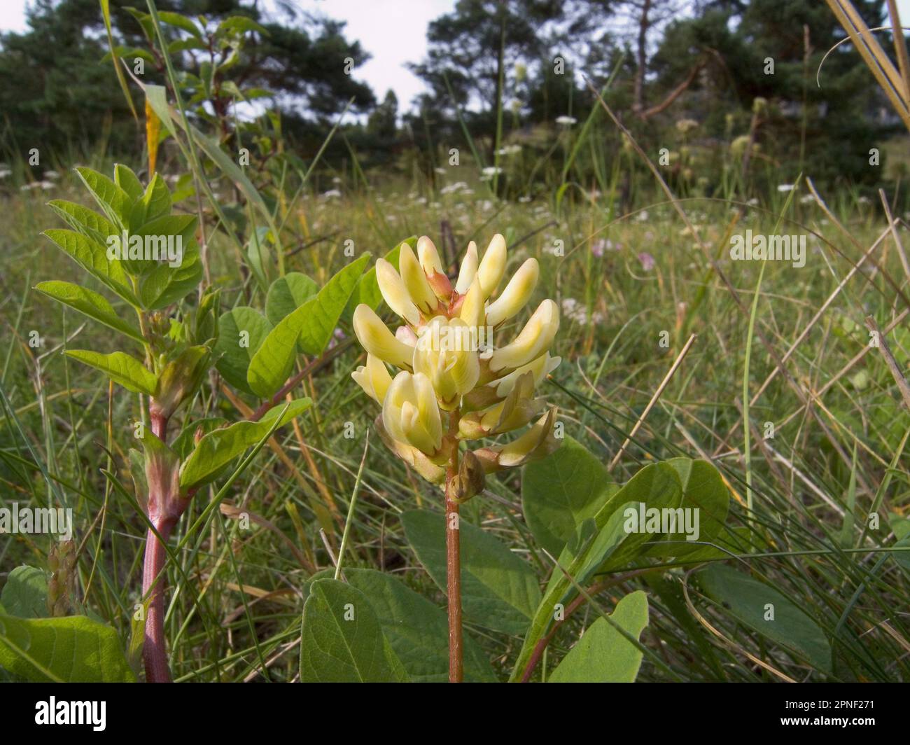 Milk-vetch, wild liquorice (Astragalus glycyphyllos), blooming, Germany Stock Photo