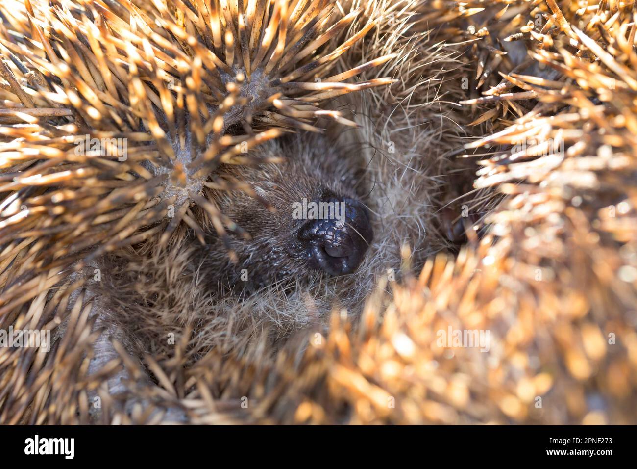 Western hedgehog, European hedgehog (Erinaceus europaeus), rolled up, Germany Stock Photo