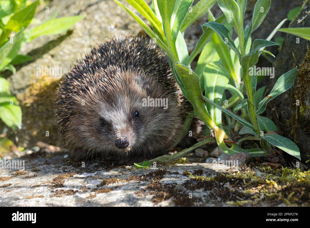 Western hedgehog, European hedgehog (Erinaceus europaeus), in a garden